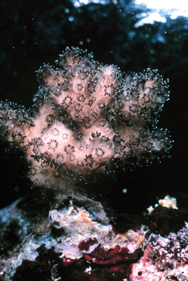 Lace Coral (Pocillopora damicornis) {!--레이스산호-->; DISPLAY FULL IMAGE.