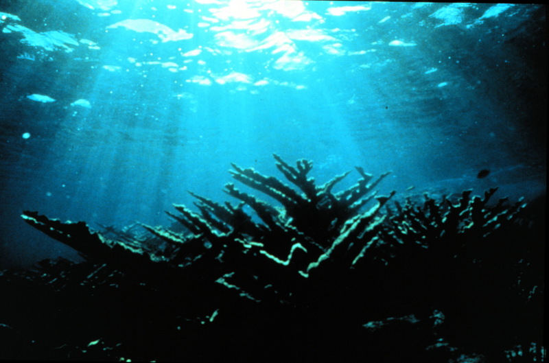 Staghorn Coral (Anthozoa) {!--가지산호류-->; DISPLAY FULL IMAGE.