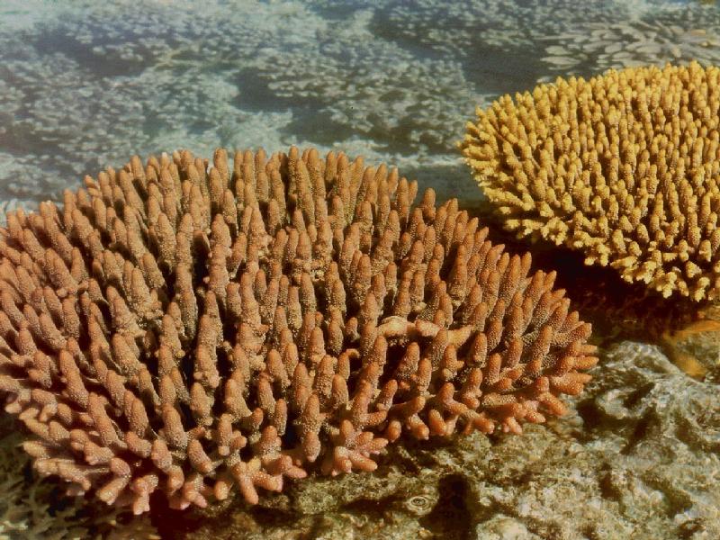 Staghorn Coral (Acroporidae) {!--가지산호류-->; DISPLAY FULL IMAGE.