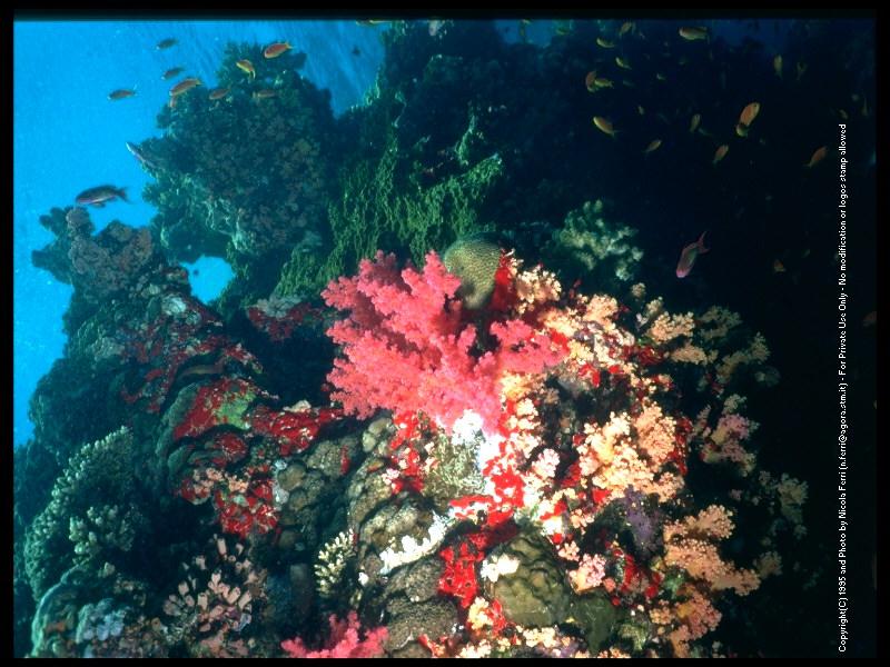 Coral (Anthozoa) {!--분홍산호류/산호충강-->; DISPLAY FULL IMAGE.
