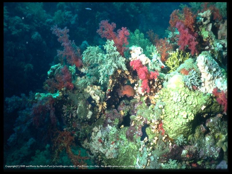 Coral (Anthozoa) {!--분홍산호류/산호충강-->; DISPLAY FULL IMAGE.