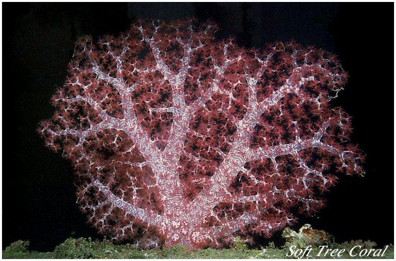 Soft Coral (Anthozoa) {!--연산호-->; DISPLAY FULL IMAGE.