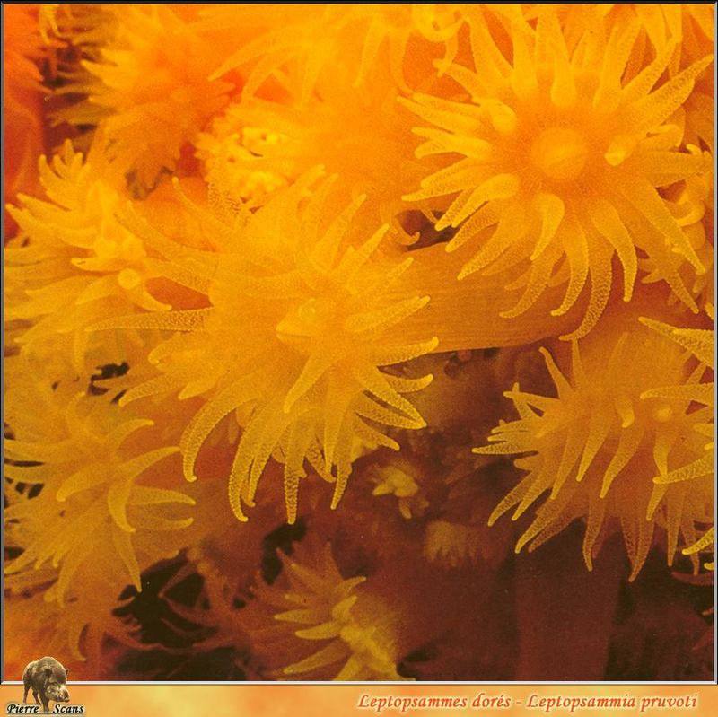 Sunset Cup Coral (Leptopsammia pruvoti) {!--노을산호-->; DISPLAY FULL IMAGE.