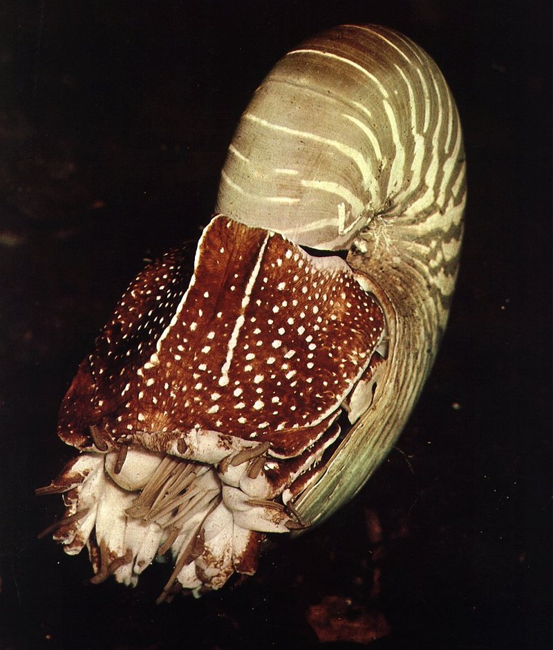 Chambered Nautilus (Nautilus pompilius) {!--앵무조개-->; DISPLAY FULL IMAGE.