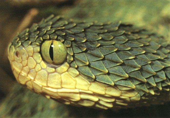 Atheris chlorechis, West African Bush Vipers : r/snakes