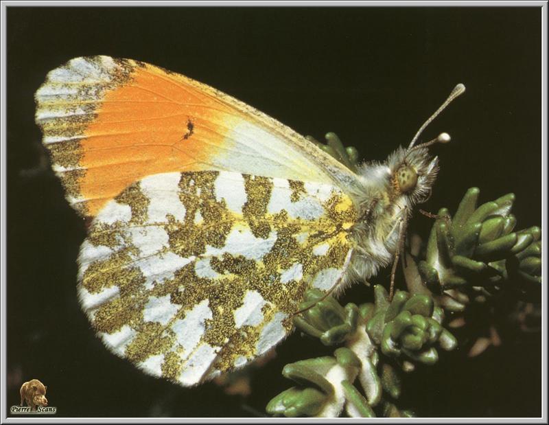 Orange Tip Butterfly (Anthocharis cardamines) {!--흰나비과(Pieridae)-->; DISPLAY FULL IMAGE.
