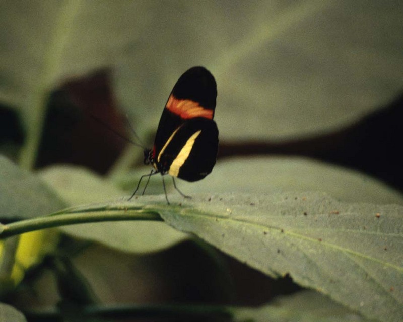 Postman Butterfly (Heliconius melpomene) {!--노랑띠붉은무늬독나비-->; DISPLAY FULL IMAGE.