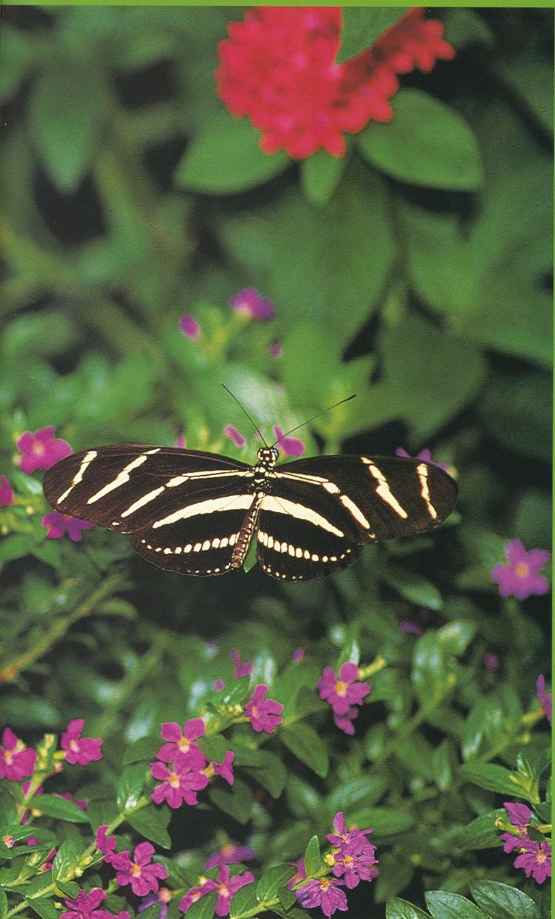 Zebra Longwing Butterfly (Heliconius charitonius) {!--얼룩말독나비-->; DISPLAY FULL IMAGE.