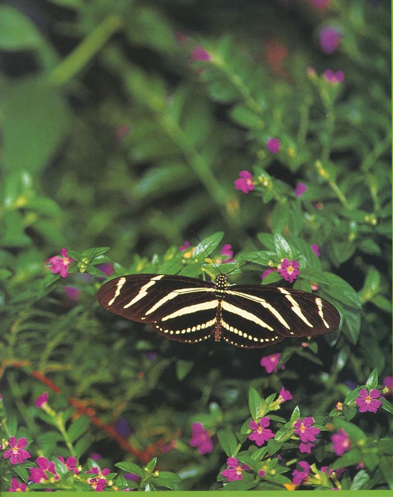 Zebra Longwing Butterfly (Heliconius charitonius) {!--얼룩말독나비-->; DISPLAY FULL IMAGE.