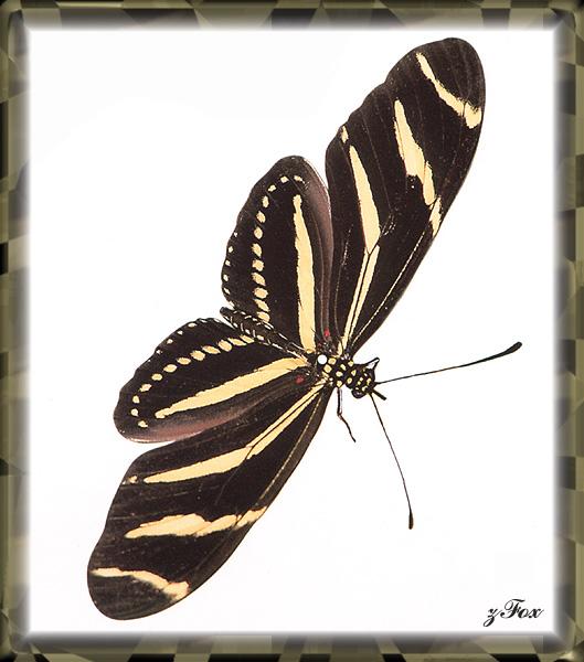 Zebra Longwing Butterfly (Heliconius charitonius) {!--얼룩말독나비-->; Image ONLY