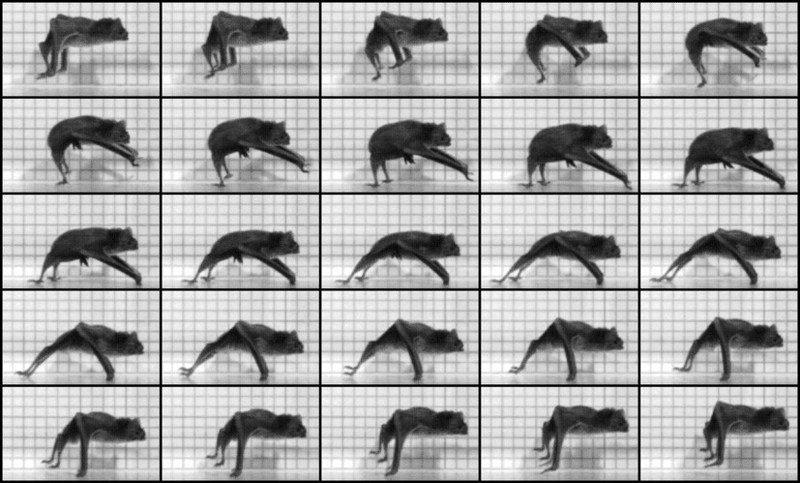 Vampire Bat Runs [Cornell-University 2005.03.17]; DISPLAY FULL IMAGE.