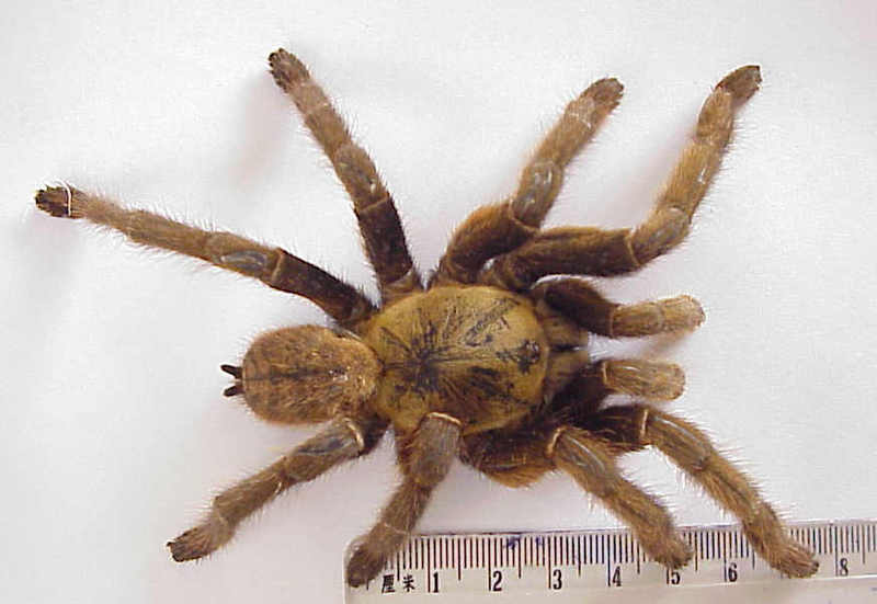 Chinese bird spider (Selenocosmia huwena) {!--호랑무늬새잡이거미-->; DISPLAY FULL IMAGE.