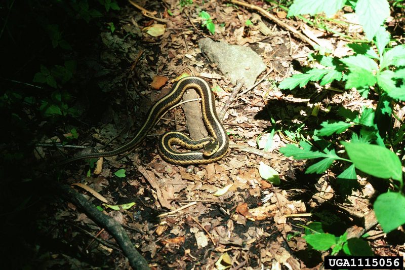 Eastern Garter Snake (Thamnophis sirtalis) {!--가터얼룩뱀-->; DISPLAY FULL IMAGE.