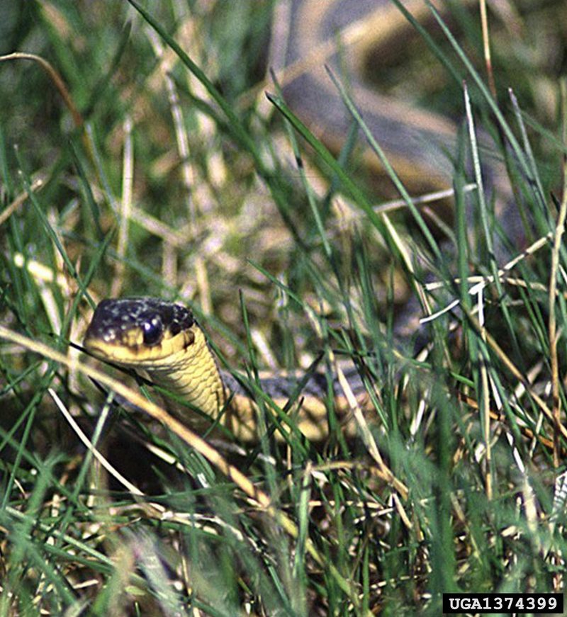 Garter Snake (Thamnophis  sp) {!--가터얼룩뱀류-->; DISPLAY FULL IMAGE.