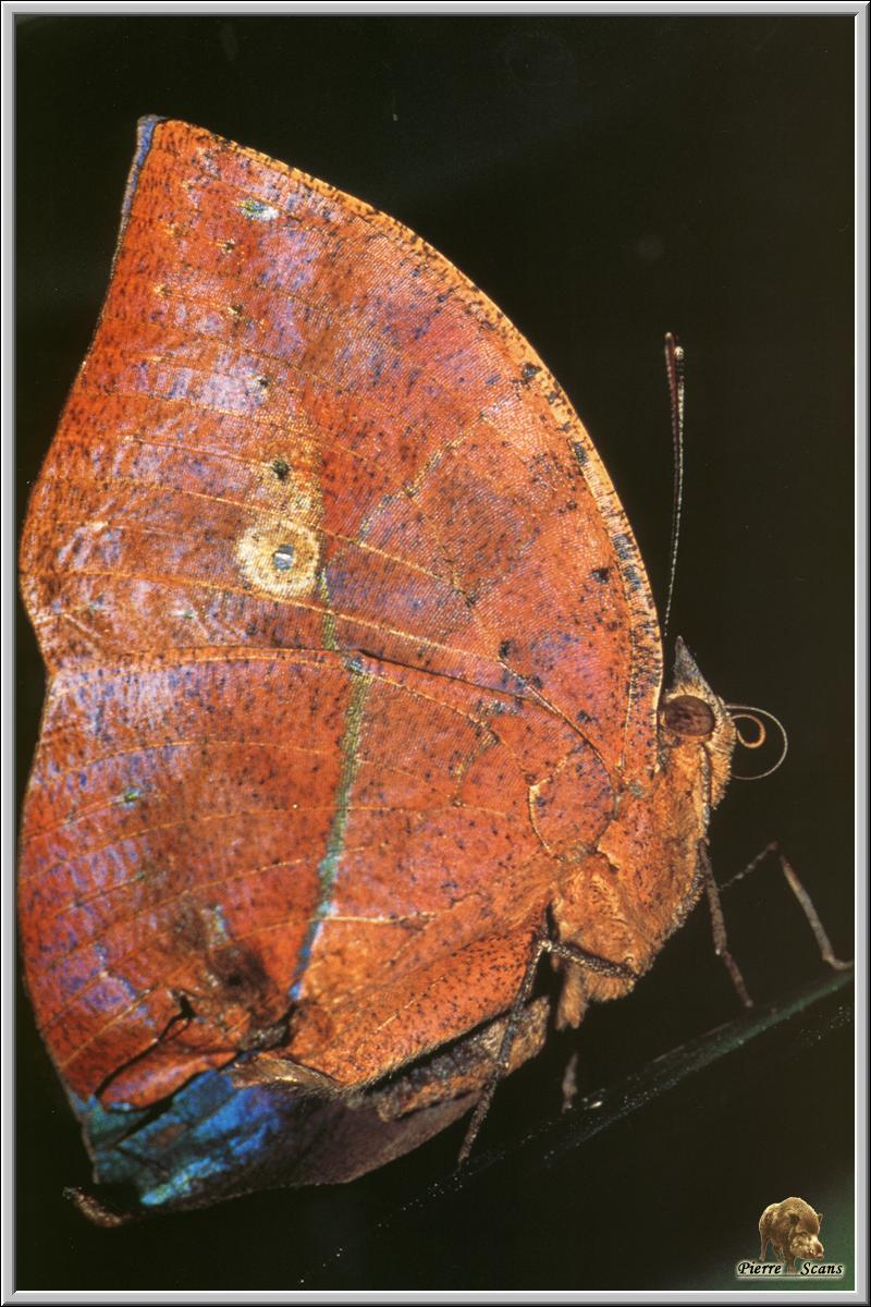 Dead Leaf Butterfly (Kallima paralekta) {!--가랑잎나비류-->; DISPLAY FULL IMAGE.