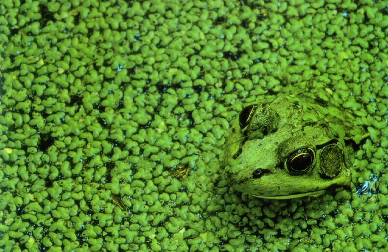 Green Frog (Rana clamitans) {!--녹색개구리-->; DISPLAY FULL IMAGE.