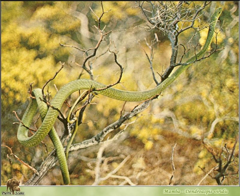 Western Green Mamba (Dendroaspis viridis) {!--서부초록맘바-->; DISPLAY FULL IMAGE.