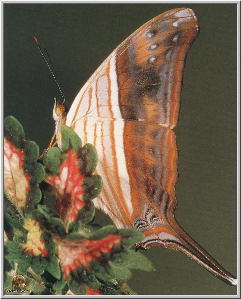 Many-banded Daggerwing Butterfly (Marpesia chiron) {!--네발나비과-->; DISPLAY FULL IMAGE.