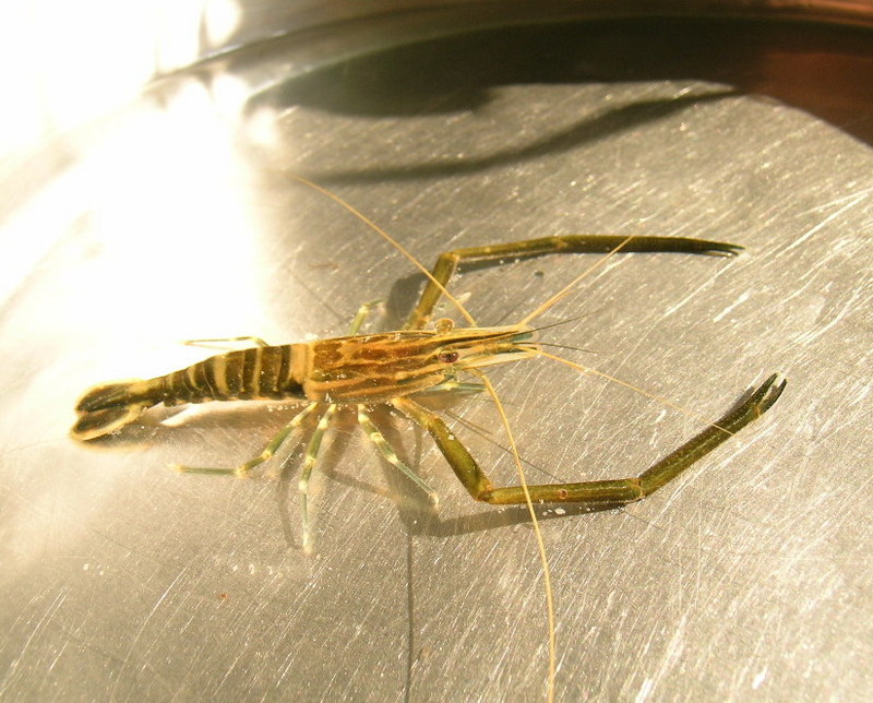 징거미새우 Macrobrachium nipponense (Oriental river shrimp); DISPLAY FULL IMAGE.