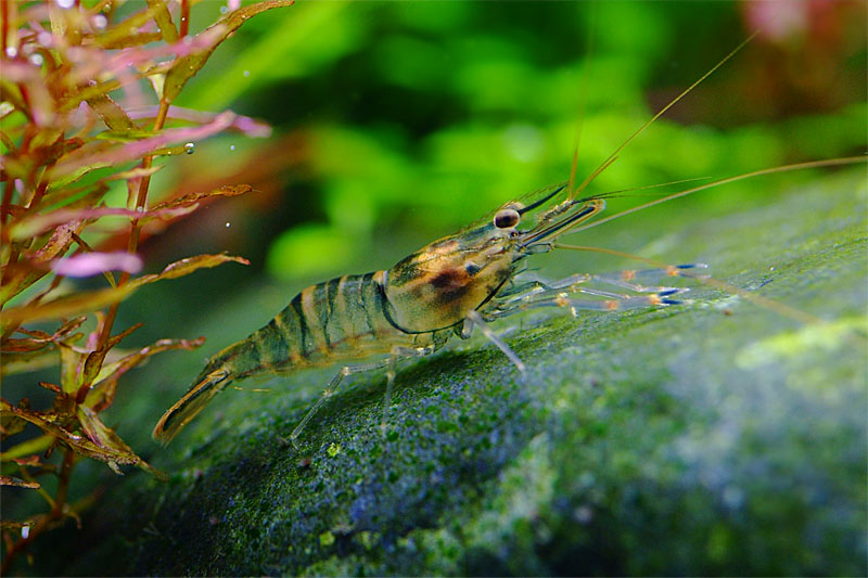 징거미새우 Macrobrachium nipponense (Oriental river shrimp); DISPLAY FULL IMAGE.