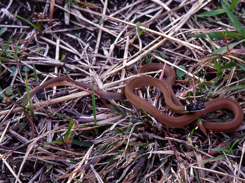 비바리뱀 Sibynophis collaris (Black-headed Snake); DISPLAY FULL IMAGE.