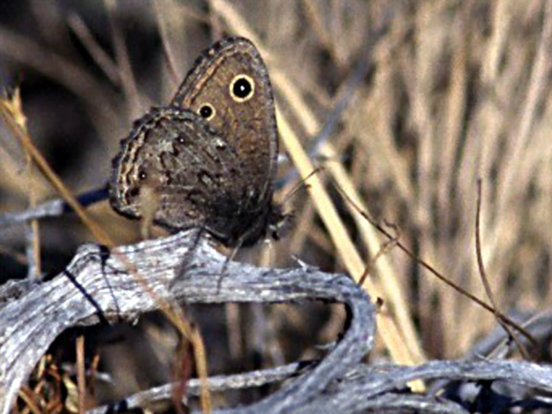 Common Wood Nymph Butterfly (Cercyonis pegala) {!--네발나비과-->; DISPLAY FULL IMAGE.