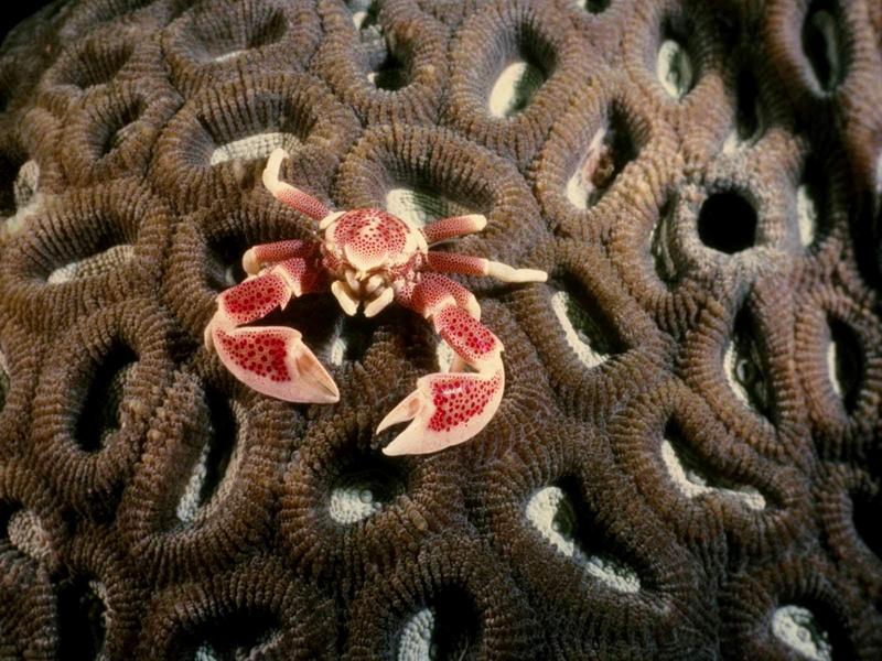 Porcelain Anemone Crab (Neopetrolisthes ohshimai) {!--말미잘게-->; DISPLAY FULL IMAGE.