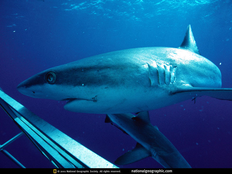 blue shark; DISPLAY FULL IMAGE.