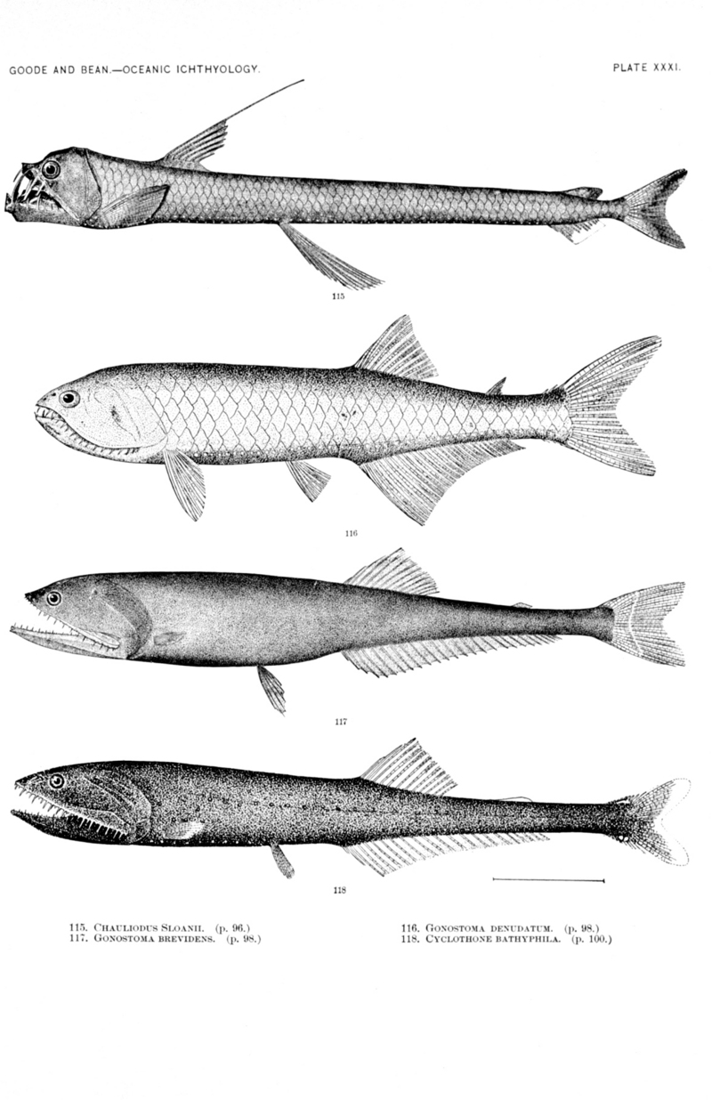 Fangtooth / Fangjaw : Sloane's viperfish (Chauliodus sloani), Gonostoma denudatum, spark anglemouth (Sigmops bathyphilus); DISPLAY FULL IMAGE.