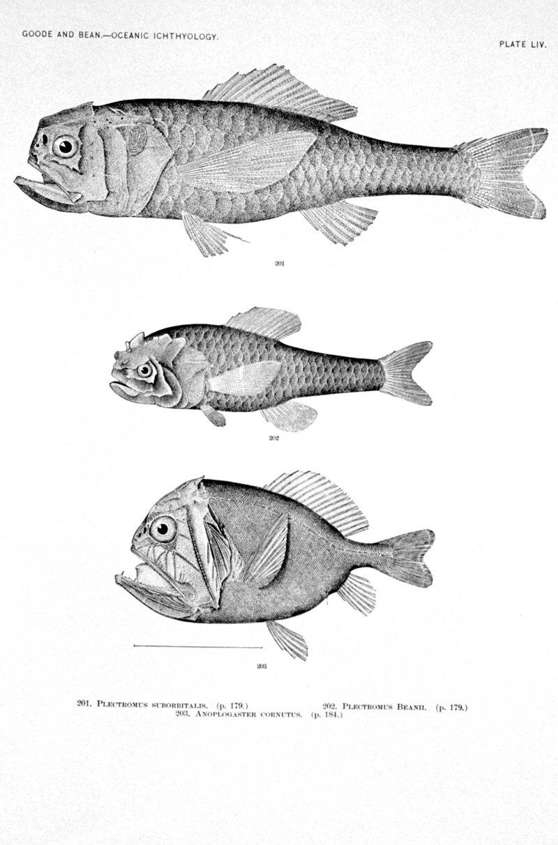 Fangtooth / Fangjaw : shoulderspine bigscale (Melamphaes suborbitalis), Bean's bigscale (Scopelogadus beanii), common fangtooth (Anoplogaster cornuta); DISPLAY FULL IMAGE.