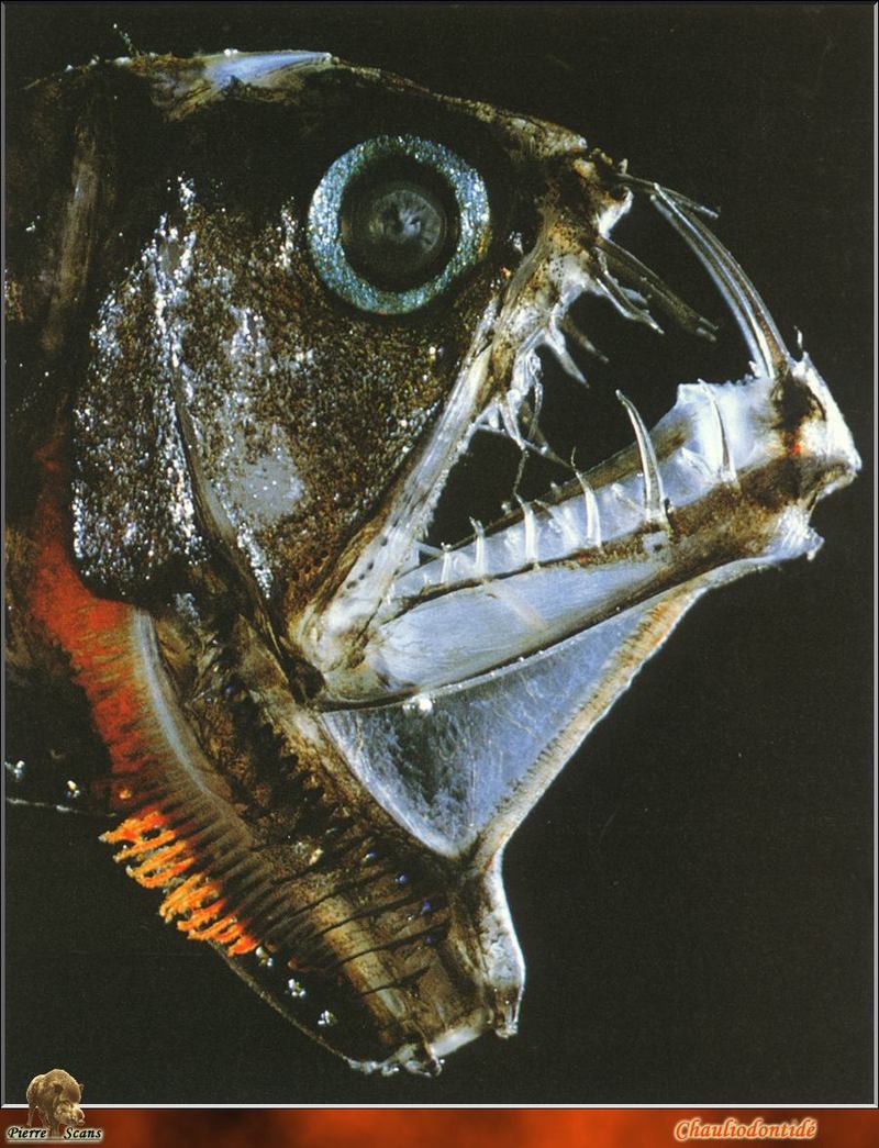 Sloane's Viperfish (Chauliodus sloani) {!--독사고기-->; DISPLAY FULL IMAGE.