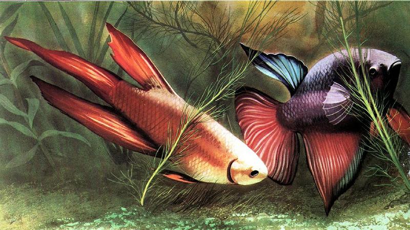 Siamese fighting fish (Betta splendens) {!--투어(베타)-->; DISPLAY FULL IMAGE.