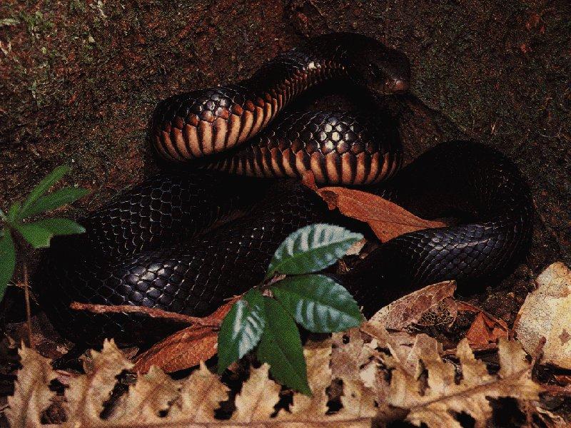 Red-bellied Black Snake (Pseudechis porphyriacus) {!--붉은배검정뱀(호주)-->; DISPLAY FULL IMAGE.