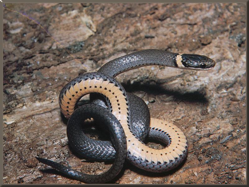 Ring-necked Snake (Diadophis punctatus) {!--목고리뱀(북아메리카)-->; DISPLAY FULL IMAGE.