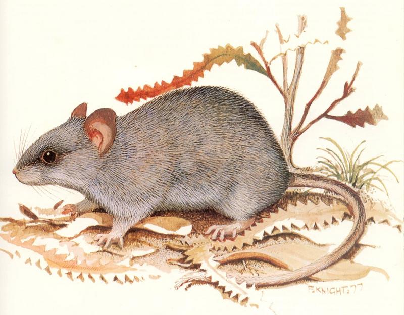 Western Mouse (Pseudomys occidentalis) {!--호주서부생쥐-->; DISPLAY FULL IMAGE.