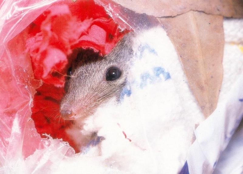 Yellow-footed Marsupial Mouse (Antechinus flavipes) {!--노랑발유대쥐-->; DISPLAY FULL IMAGE.