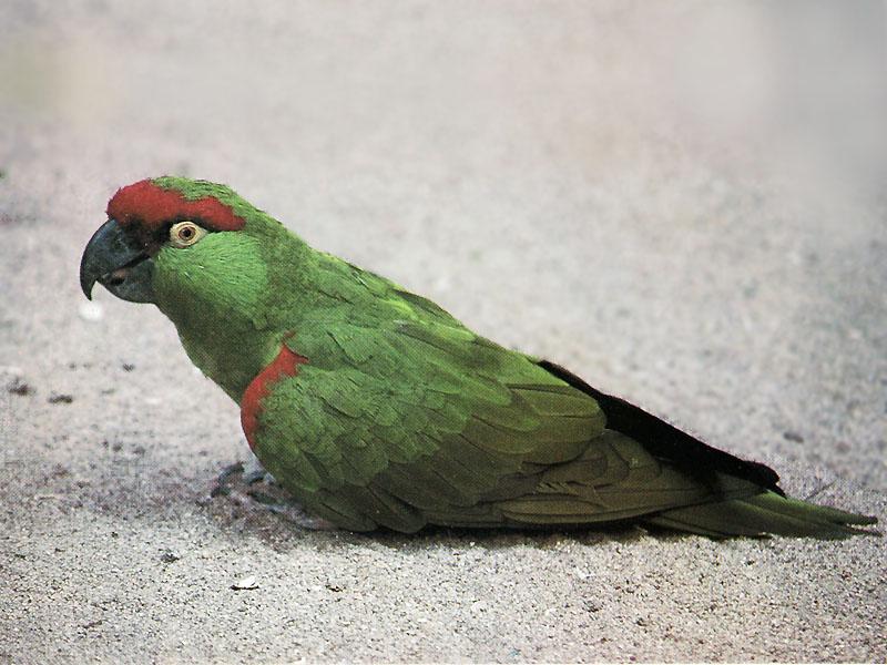 Thick-billed Parrot (Rhynchopsitta pachyrhyncha) {!--큰부리앵무(멕시코)-->; DISPLAY FULL IMAGE.