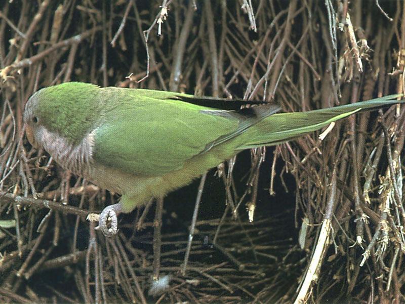 Monk Parakeet / Quaker Parrot (Myiopsitta monachus) {!--까치집앵무(남아메리카)-->; DISPLAY FULL IMAGE.