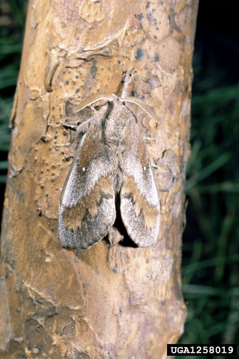European Pine Moth (Dendrolimus pini) {!--유럽솔나방-->; DISPLAY FULL IMAGE.