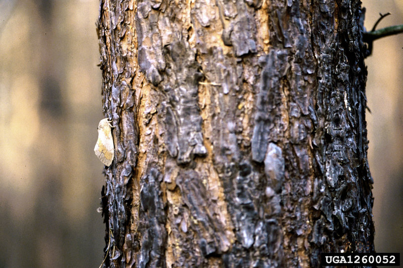 European Pine Moth (Dendrolimus pini) {!--유럽솔나방-->; DISPLAY FULL IMAGE.