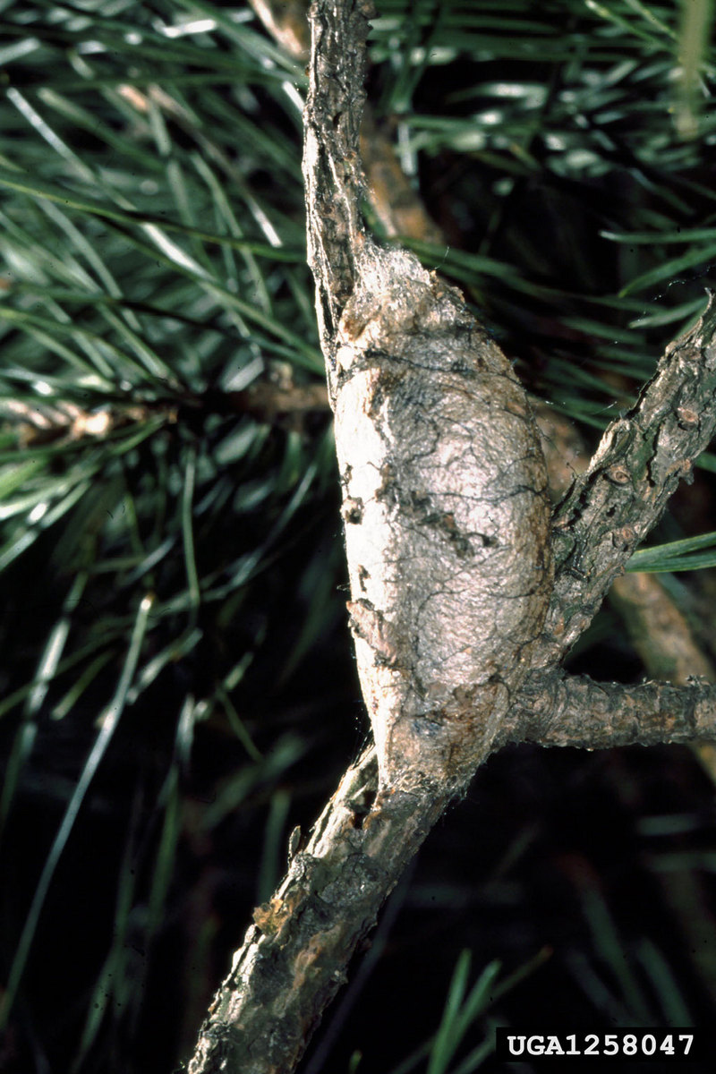 European Pine Moth (Dendrolimus pini) cocoon {!--유럽솔나방 고치-->; DISPLAY FULL IMAGE.