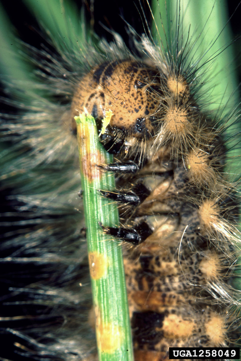 European Pine Moth (Dendrolimus pini) larva {!--유럽솔나방 애벌레-->; DISPLAY FULL IMAGE.
