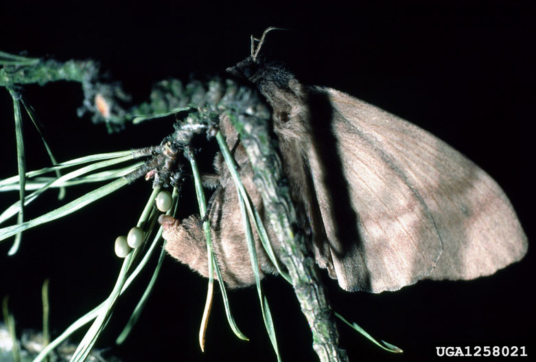European Pine Moth (Dendrolimus pini) {!--유럽솔나방 산란-->; DISPLAY FULL IMAGE.