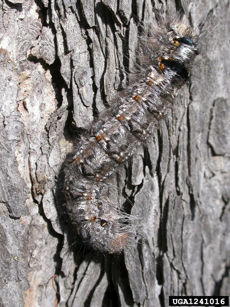 Siberian Silk Moth (Dendrolimus superans) larva {!--솔송나방 애벌레-->; DISPLAY FULL IMAGE.