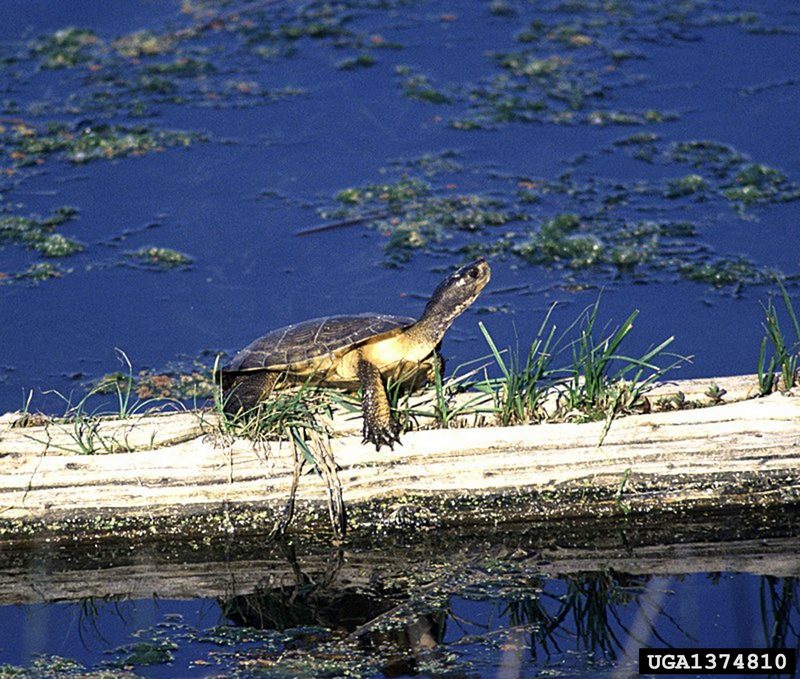 Western Pond Turtle (Clemmys marmorata) {!--북아메리카늪거북-->; DISPLAY FULL IMAGE.