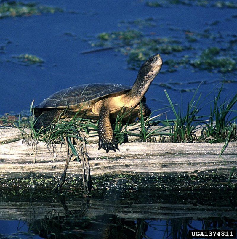 Western Pond Turtle (Clemmys marmorata) {!--북아메리카늪거북-->; DISPLAY FULL IMAGE.