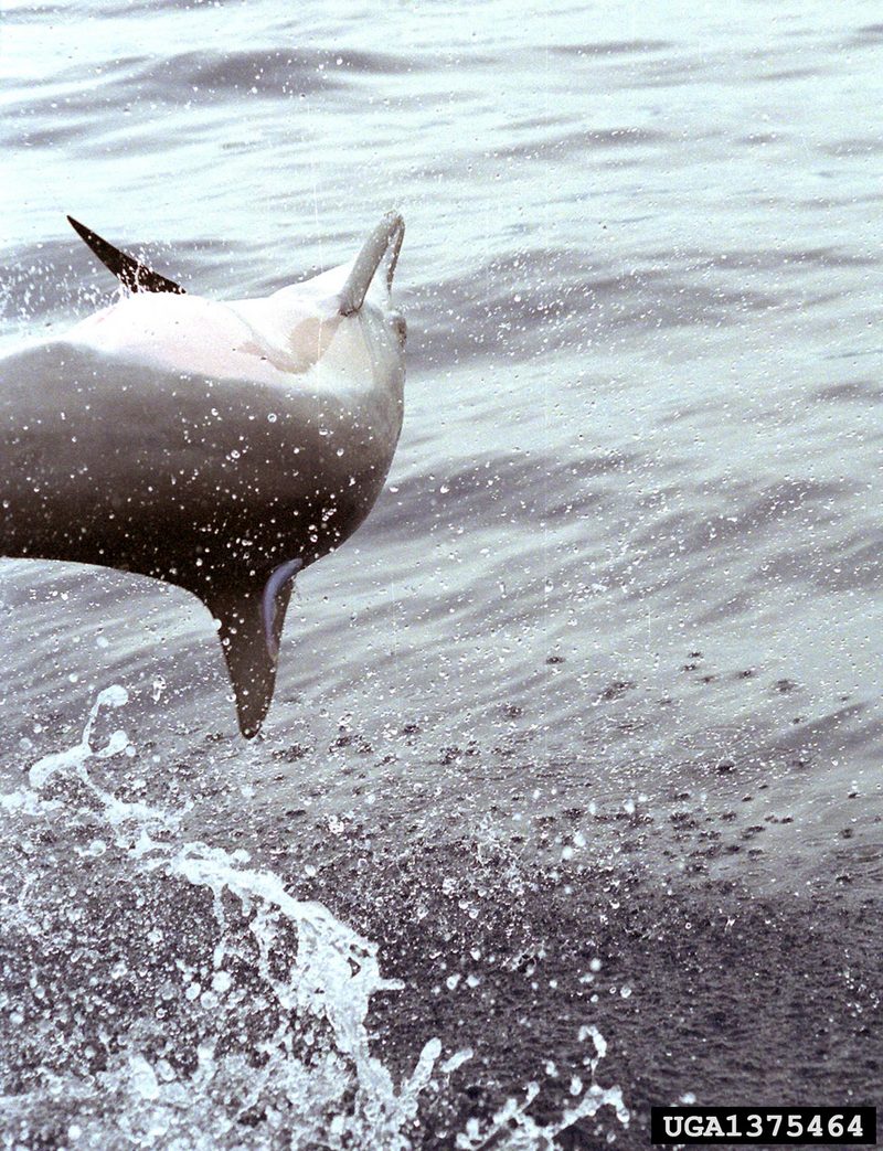 Spinner Dolphin (Stenella longirostris) {!--긴부리돌고래-->; DISPLAY FULL IMAGE.