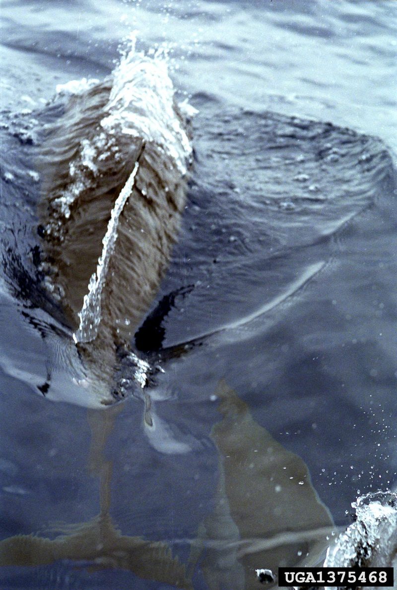Spinner Dolphin (Stenella longirostris) {!--긴부리돌고래-->; DISPLAY FULL IMAGE.