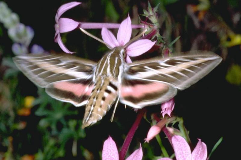 White-lined Sphinx Moth (Hyles lineata) {!--흰줄박각시-->; DISPLAY FULL IMAGE.