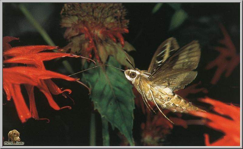 White-lined Sphinx Moth (Hyles lineata) {!--흰줄박각시-->; DISPLAY FULL IMAGE.